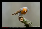 Pettirosso curioso