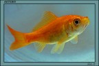 Pesce rosso