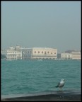 Foscha sul Canale della Giudecca