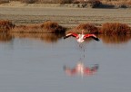 in Camargue