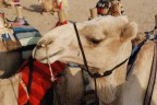 Viaggio in Egitto "Marsa Alam"