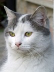 primo piano del mio gatto.
