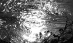 LuCE