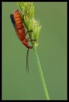 Insetto rosso