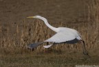 Airone in volo Airone in volo