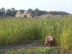 TAGLIO DEL SORGO