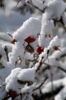 coperto dalla neve