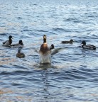 Via di qua! Via di qua!