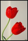 RedTulipan