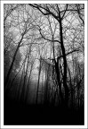 Il lato oscuro del bosco