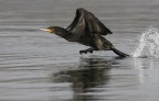 Renzo-Cormorano