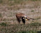 volo radente
