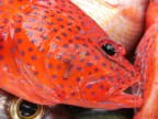 red red