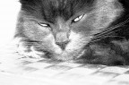 gatto a matita
