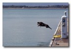 Tuffo....
