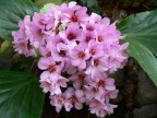 Primula