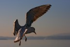 200mm 1/2500sec. F/8 ISO100 EV=-2