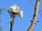Il tocco di Primavera