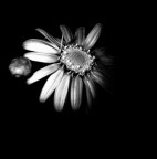 Daisy petals