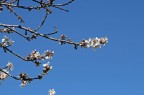 E' Primavera