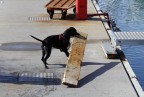 forza bestiale 1....