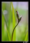 Un saluto a tutti i macrofili.... in attesa della primavera per le macro ho fatto un bel aggiornamento...ritorno dopo aver venduto la mia cara fuji s7000..... e mi presento con la mia nuova attrezzatura Canon....sono ancora alla ricerca di una buona lente macro usata a buon prezzo....intanto uno scatto macro con la mia nuova 40D
 18-55 is (stabilizzazione attiva) iso 400, f8, 1/40 , raynox dcr-250 , mano libera.....