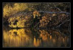 Fallig tree...