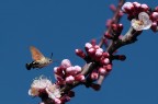 Primavera