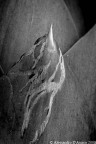 macro in bn