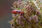 Sconosciuto