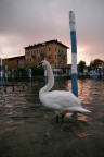 Il Cigno ed il Lago