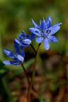 Scilla bifoglia