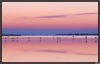 Camargue,prima del sorgere del sole
Nikon D80  Sigma 70/300
1/40s  f/8  Iso 800   Lf 140 mm   scatto remoto