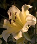macro5