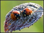 Coccinelle..
