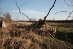 i detriti naturali lasciati su un albero dopo la piena di un fiume