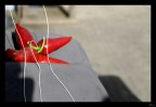 Rosso di Calabria
