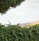 Mentre ero in cammino verso la mia campagna ho scorto questo Pettirosso e ho scattato la foto avendo un p di fortuna.
By Nikon D80 18-200 mm VR