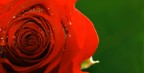 Call me Amore