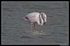 Fenicottero Rosa