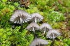 funghi