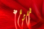 interno rosso