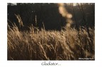 Gladiator