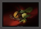 season fruits