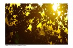 Controluce