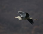 Volo cinerino