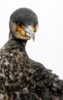 Renzo-Cormorano