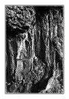 Bianco &amp; Nero con tronco d'albero
