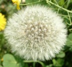 soffione