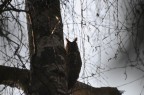 controluce